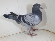 Młody po Oryg. Hans Hirn Koopman wn Panimdim x Hurrican