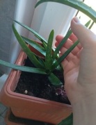 Aloes sadzonka ten zdrowotny 