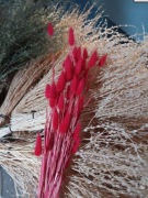 lagurus dmuszek jajowaty trawa suszony czerwony 