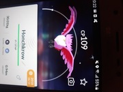 Shiny honchkrow - ewolucja od shiny murkrowa