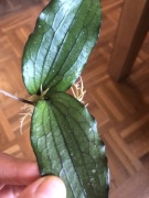 Hoya Erythrina Dark Big Leaves