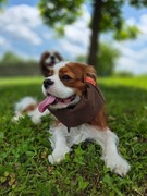 SNOOD siatkowy Hug me  Cavalier Spaniel brązowa czapka