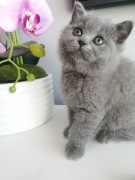 Kot brytyjski do hodowli 