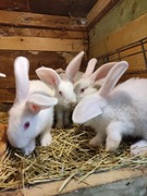 Króliki Termondzkie Białe