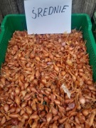 Cebula cebula kartoflanka 10szt rodzima stara odmiana 