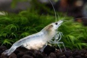 Krewetki White Pearl 20 Sztuk 