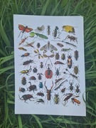 Nowy plakat A3 kolor owady natura biologia botanika kolekcja obraz rycina
