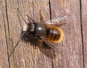 Pszczoła murarka ogrodowa, kokony pszczoły murarki ogrodowej 100 sztuk