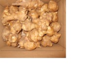 TOPINAMBUR EKOLOGICZNY ŚWIEŻA BULWA Z NASZEGO GOSPODARSTWA 5 KG 