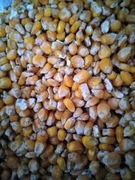 25kg Kukurydza sucha ziarno pasza karma zanęta 