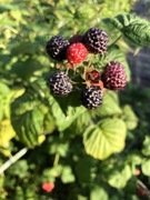 Malina czarna Zestaw 8 sadzonek