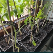 Klipsy do pomidorów /ogórków 