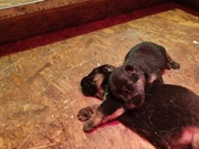 OWCZAREK NIEMIECKI FCI ZKWP 