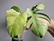 Monstera Jungle Mint naturalny szczyt super wybarwienie 