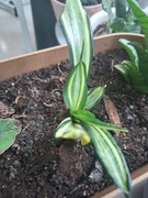 Sansevieria Hahnii 'Spiral Star' Sansewieria gwinejska