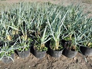 Wydmuchrzyca piaskowa 