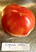 Pomidor Virginia Sweets kolekcjonerskie nasiona