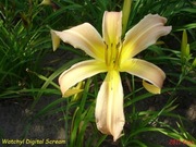 Hemerocallis / Liliowiec: Watchyl Digital Scream