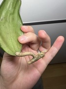 Hoja Hoya sp. South of Thailand EPC-209