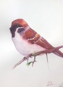 Obrazek akwarela ptak wróbel