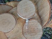 Sprzedam plastry drzewa brzoza 