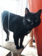 KOTKA czarna PIESZCZOCHA szuka domu