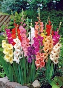 Mieczyk ogrodowy Gladiolus Mix 25 szt