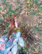 Korzenie sadzonki jeżyna zimozielona duże korzenie