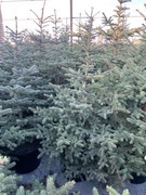 Choinki Świerk Srebrny w Donicy