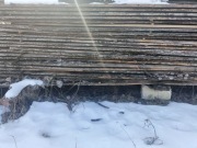 Tarcica liściasta olcha