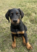 Szczeniak Doberman 
