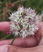Czosnek Allium ericetorum