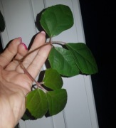 Cissus cisus rhombifolia rombolistny cięty