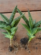 Sansevieria boncellensis