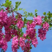Robinia Włochata. Sadzonka 