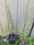 Bylica boże drzewko nie Cola- ostatnie 2 szt