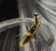 Creobrother sp. Yunnan modliszka oczkowa