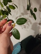 Hoya optimistic cięta 