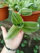 Tradescantia Quicksilver, trzykrotka, gałązka