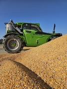 Kukurydza sucha kukurydza mokra 