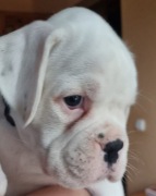 BOKSER - biała suczka