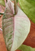 Syngonium Pink Flecked 