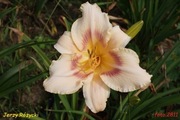 Hemerocallis / Liliowiec: Jerzy Różycki