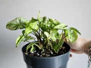 Syngonium Three Kings w bigosie gęsty krzak 