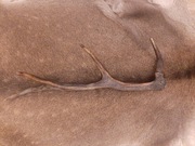 Róg jelenia ,poroże daniel łoś gryzak