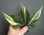 Philodendron „Rio” - pędówka