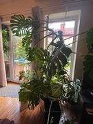 3 sztuki Monstera Deliciosa - okazałe, zdrowe rośliny do wnętrz.