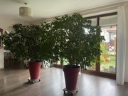 2 Fikus benjamina Duże