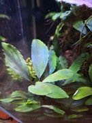 Bucephalandra sp. Jade Pearl unikat