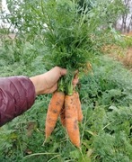 Marchewka jadalna 15 kg